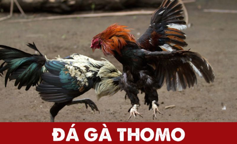 Đá Gà Thomo - Trận Đấu Gà Online Đầy Kịch Tính